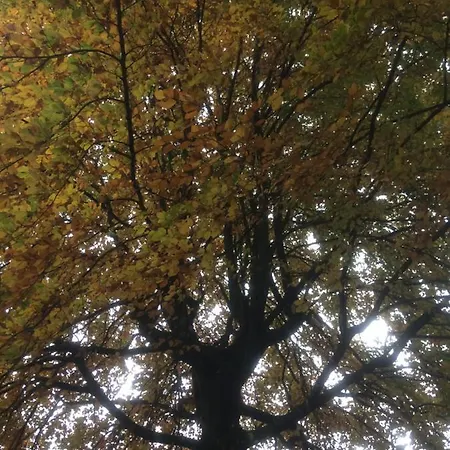 Daire Ferienhaus-stadtkyll-eifel Beim Foerster Mit Zwei Schlafzimmern Stadtkyll