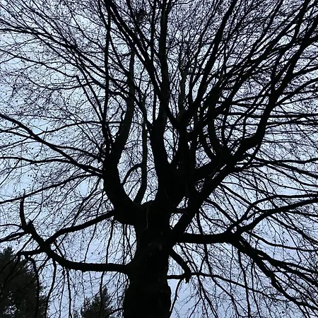 Ferienhaus-stadtkyll-eifel Beim Foerster Mit Zwei Schlafzimmern Stadtkyll