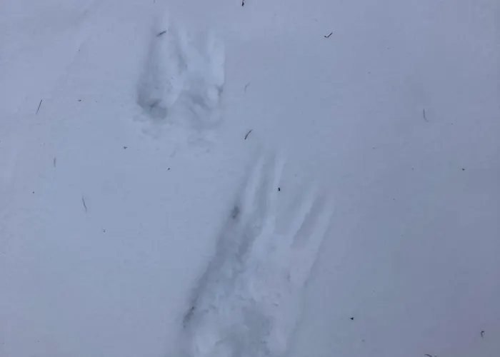 Ferienhaus-stadtkyll-eifel Beim Foerster Mit Zwei Schlafzimmern 아파트 슈타트킬